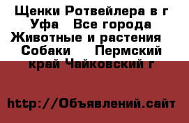Щенки Ротвейлера в г.Уфа - Все города Животные и растения » Собаки   . Пермский край,Чайковский г.